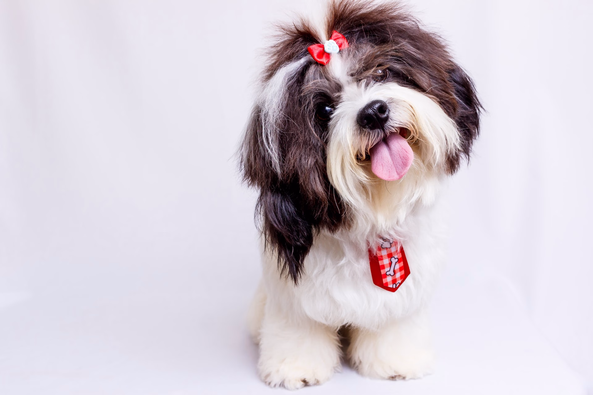 Veterinarian in Niceville, FL